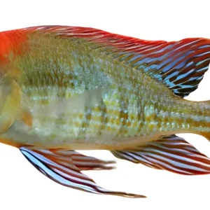 "Tapajos Red Head" Rotkopf-Erdfresser 8cm (Geophagus var.) Bestseller
